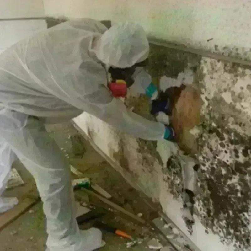 Mold Remediation and Removal in Winchester, KY